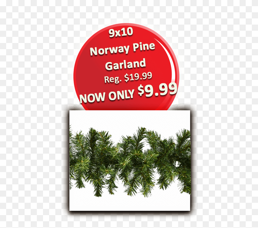 450x682 910 Norway Pine Garland Register Button, Tree, Plant, Conifer HD PNG Download