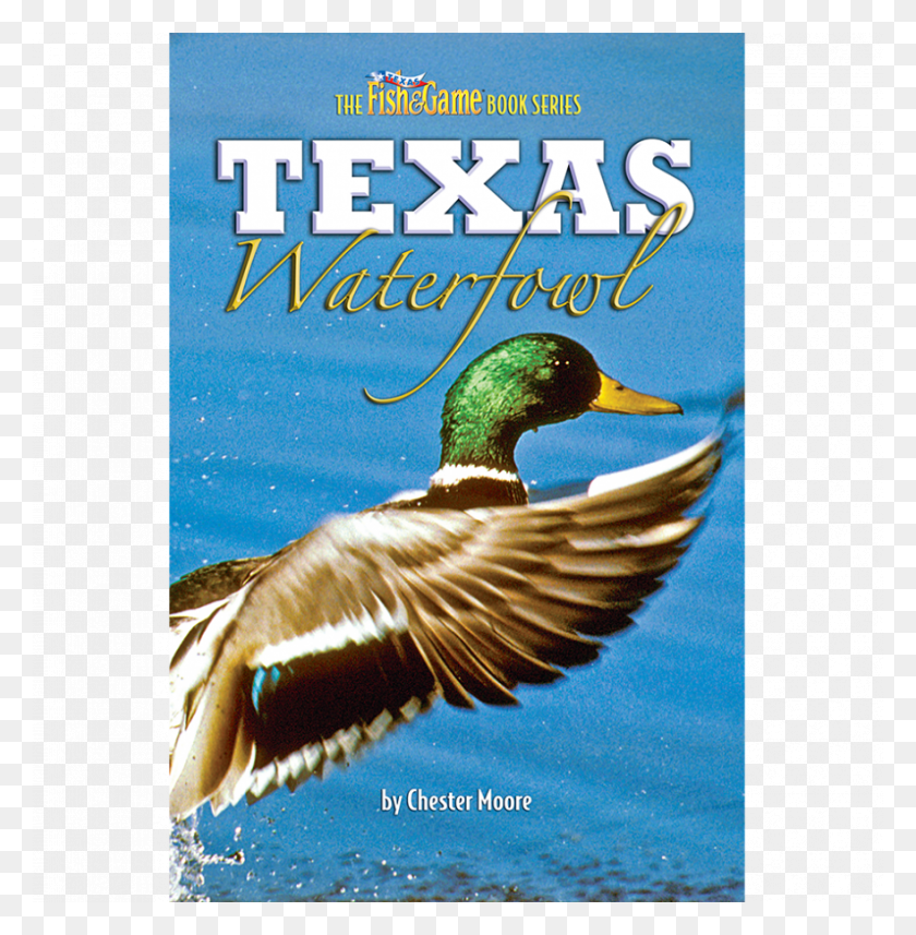 880x900 95 7 Duck Species, Bird, Animal, Waterfowl HD PNG Download