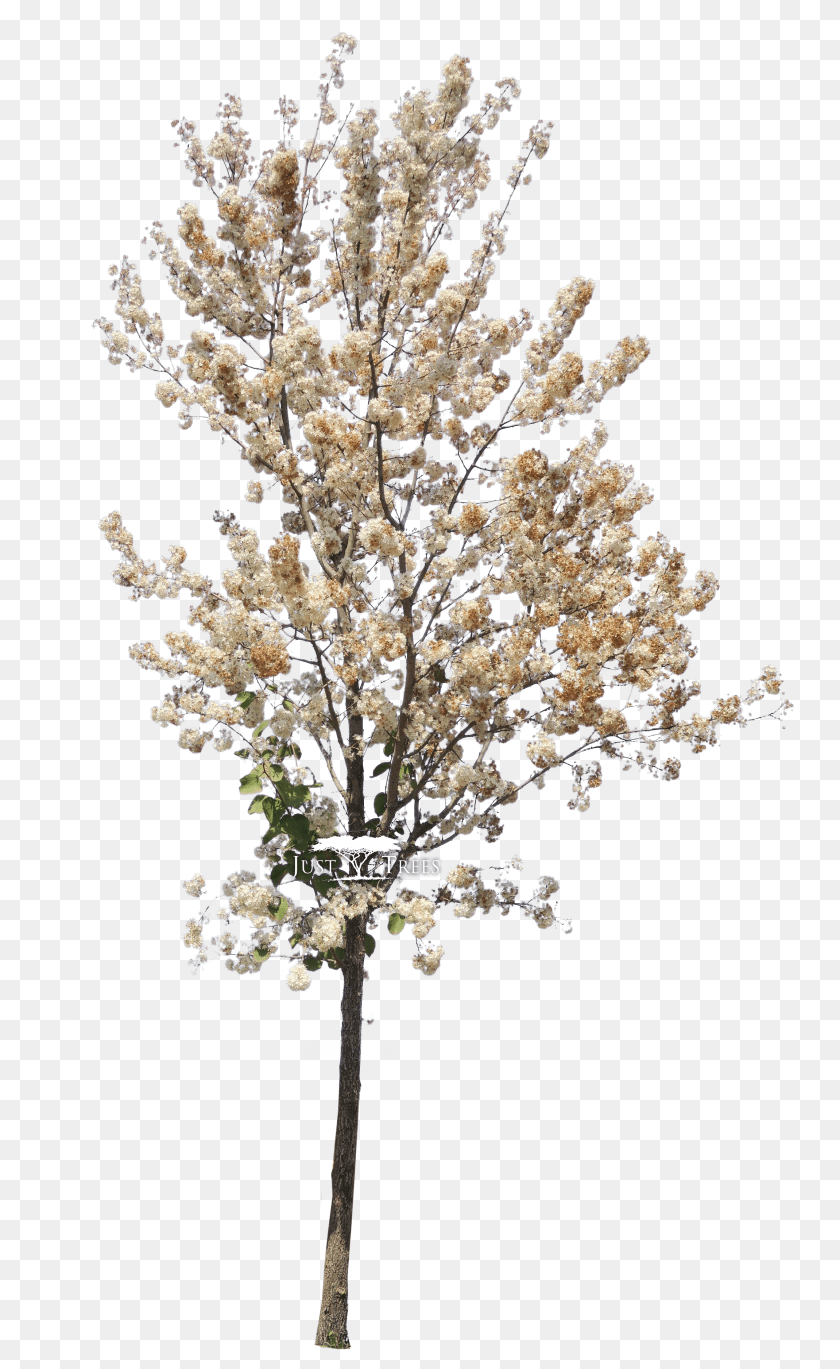 2303x3752 Spring Tree, File, Webpage, Computer, Electronics Transparent PNG