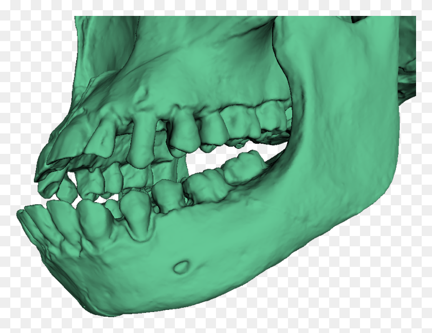 779x589 Un Modelo 3D De Turkana Boy39S Cráneo Sin Textura Sonrisa, Dientes, Boca, Labio Hd Png