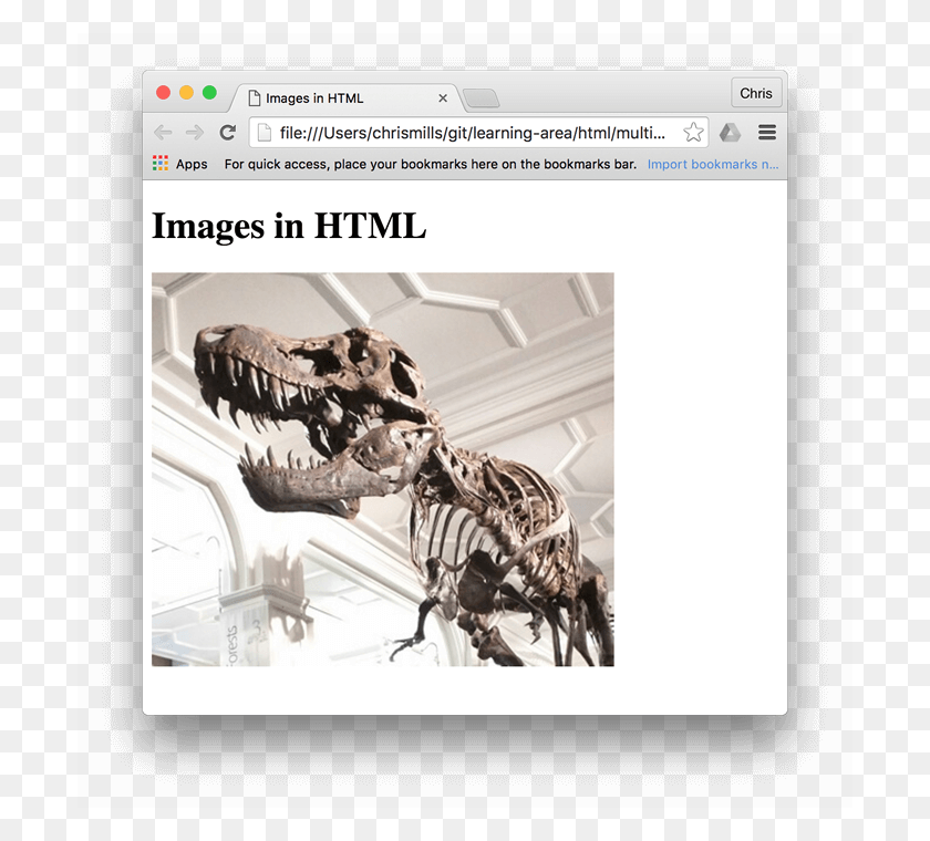 700x700 A Basic Image Of A Dinosaur Embedded In A Browser Manchester Museum, Reptile, Animal, Bird HD PNG Download