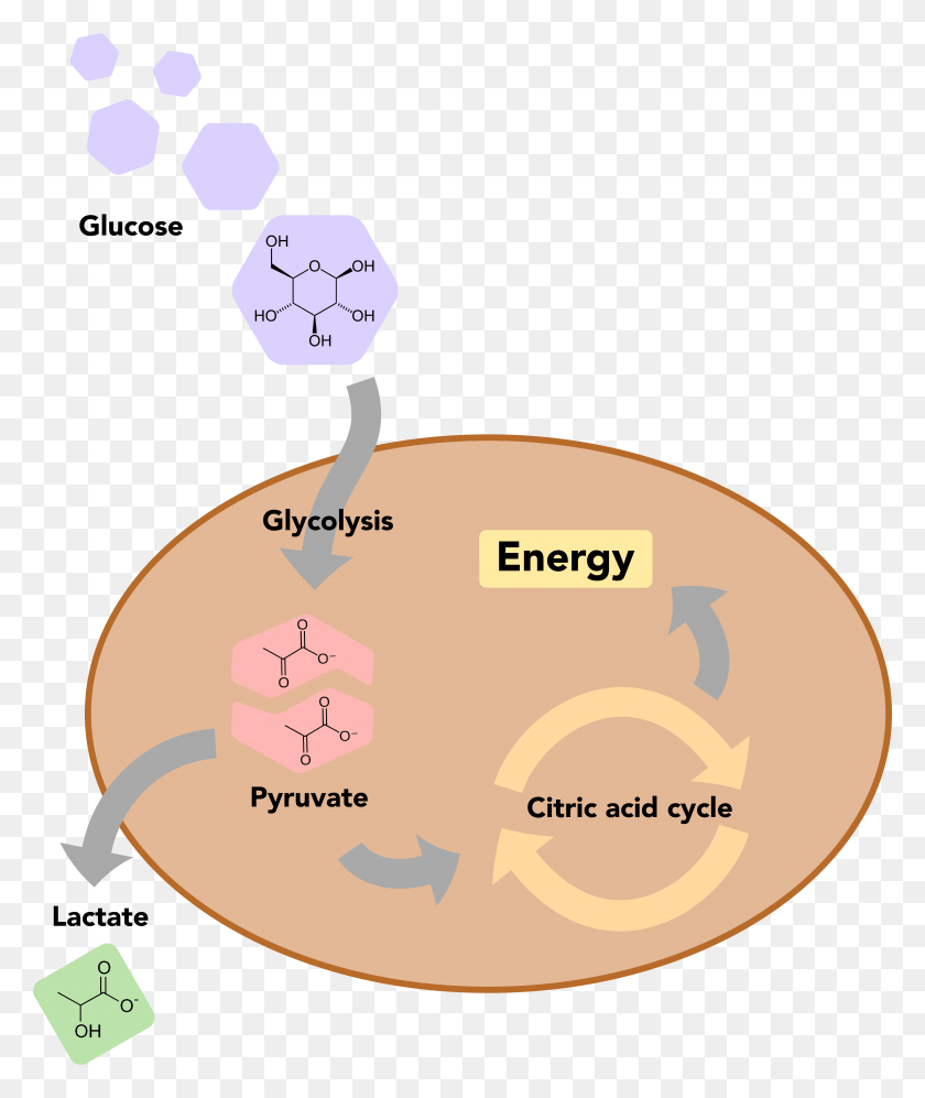 6129x7367 A Basic Overview Of Glucose Metabolism In Human Cells, Label, Text, Dvd HD PNG Download