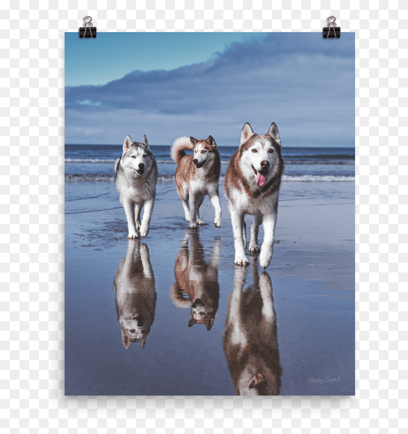 657x832 A Beach Poster Sakhalin Husky, Dog, Pet, Canine HD PNG Download