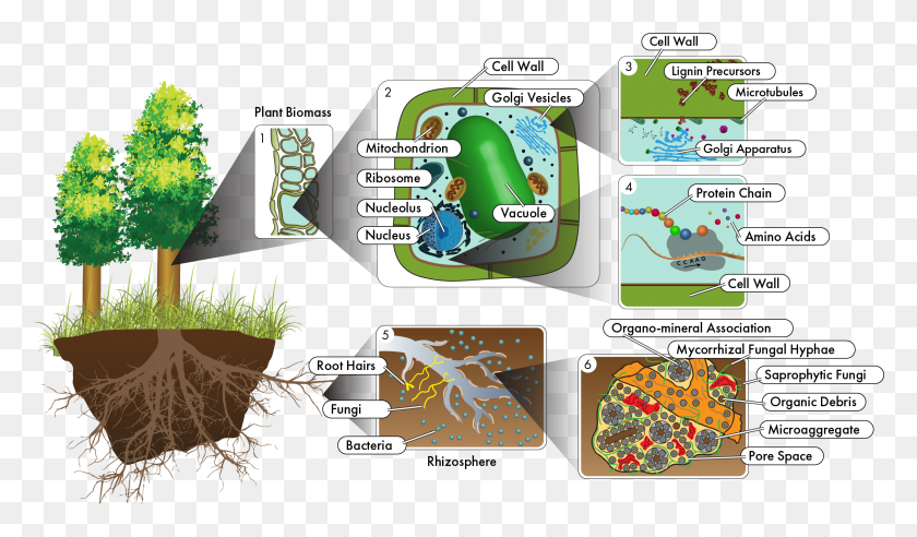 2421x1342 A Better Understanding Of Ecosystems Is Yielding Deeper Tree, Vegetation, Plant, Rainforest HD PNG Download