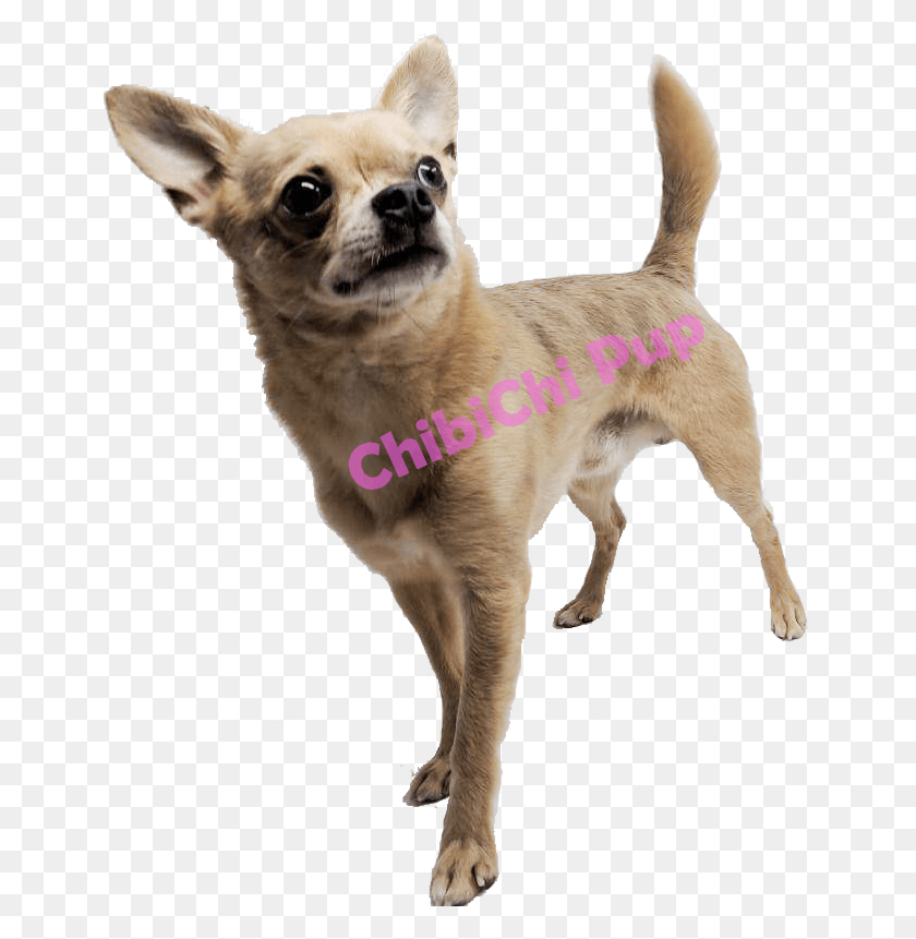 653x801 Un Criador De Chihuahua Ubicado En Arkansas Que Se Centra En Chihuahua, Perro, Mascota, Canino Hd Png