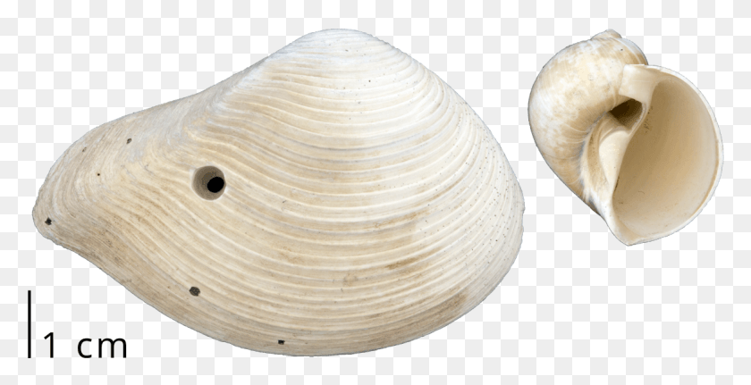 1165x555 A Clam Shell With A Drill Hole Left By A Predatory Baltic Clam, Seashell, Invertebrate, Sea Life HD PNG Download