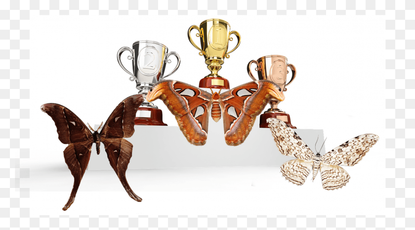 2165x1126 A Close Call But The Atlas Moth Managed To Clinch, Trophy, Gold, Clothing HD PNG Download