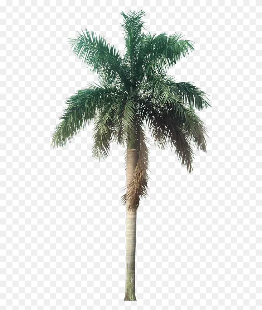 520x934 Коллекция Изображений Тропических Растений С Прозрачными Пальмами, Дерево, Пальма, Arecaceae Png Скачать