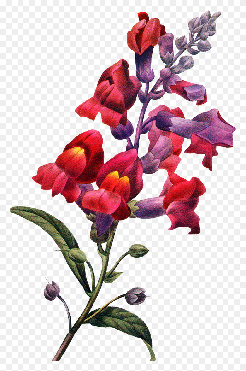 984x1520 Разноцветная Цветочная Ветка Прозрачный Цветок, Растение, Цветение, Лепесток Hd Png Скачать