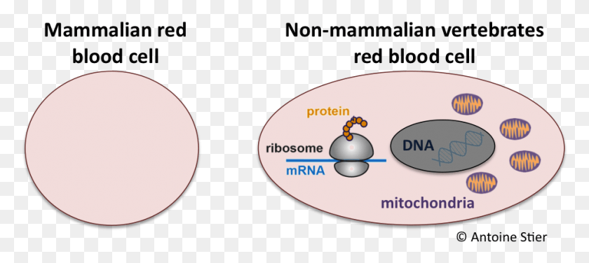 946x384 A Comparison Of Mammalian And Non Mammalian Red Blood Mammalian Red Blood Cell Diagram, Outdoors, Nature, Moon HD PNG Download
