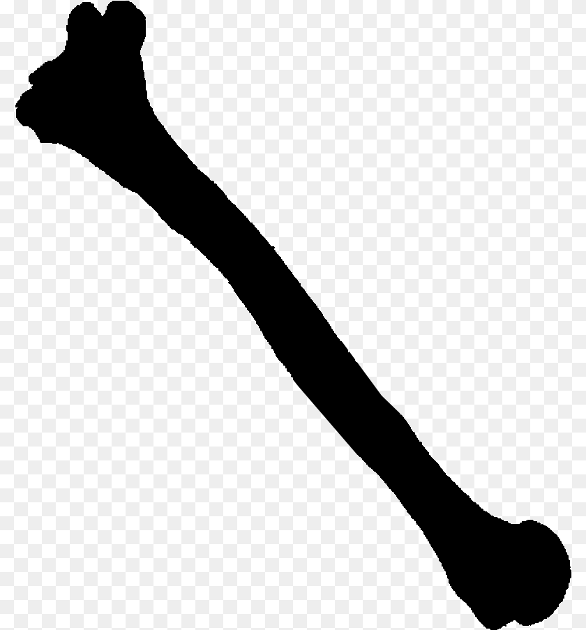 A Conch To Represent Shells Bones Silhouette, Gray PNG