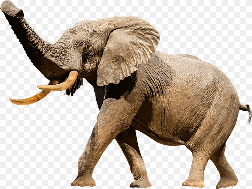 915x686 A Cutout Image Of Henry The Taxidermy Elephant National Museum Of Natural History, Animal, Mammal, Wildlife Transparent PNG