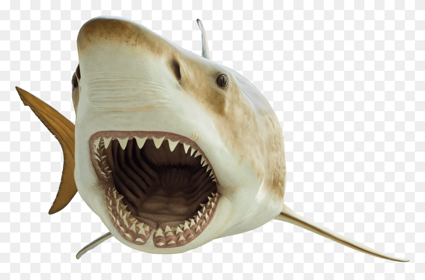 2931x1860 A Cutout Of A Megalodon Shark Great White Shark HD PNG Download