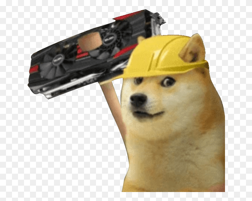 660x611 A Day In The Dogecoin Shibes Life 247 Shiba Inu, Person, Human, Pet HD PNG Download