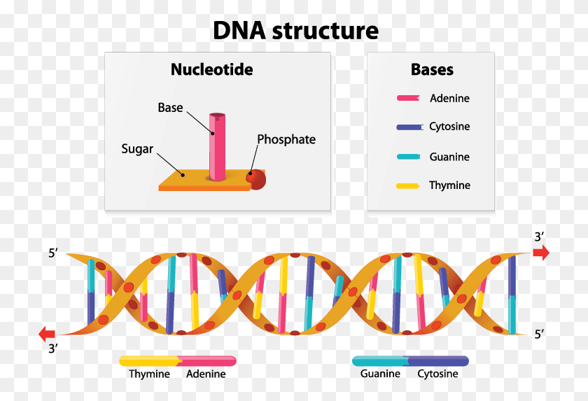 730x513 A Diagram Showing The Structure Of Dna Nucleotide Base Dna Structure, Text, Plot, Number HD PNG Download