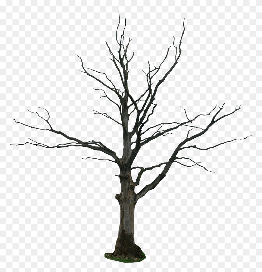 1930x2013 A Dying Tree Transparent Tree Cartoon, Plant, Tree Trunk HD PNG Download