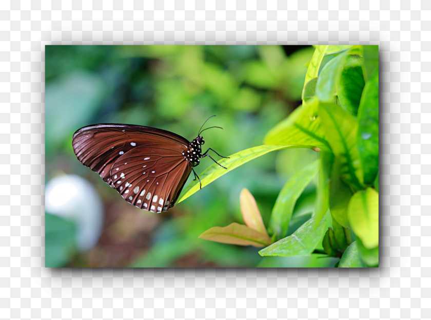 1920x1387 A Fan Of Canon Brush Footed Butterfly, Monarch, Insect, Invertebrate HD PNG Download