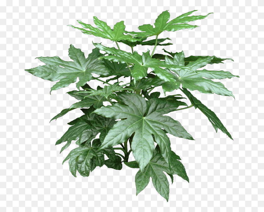 688x616 A Fatsia Plant Can Be Grown Indoors As A Houseplant House Plants For Cold Rooms, Leaf, Tree, Maple HD PNG Download