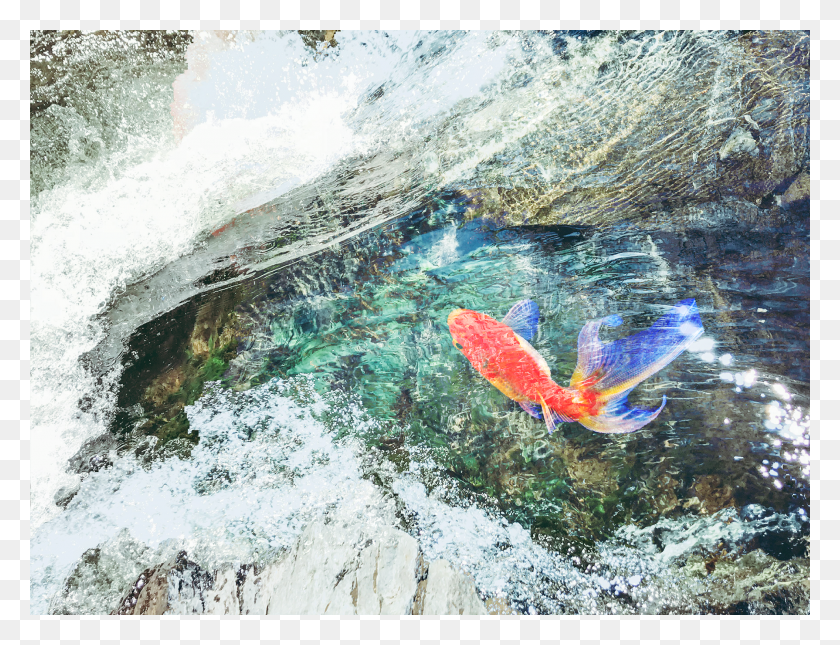 1920x1440 A Fish Swimming Over Moss Covered Rocks Mountain River HD PNG Download