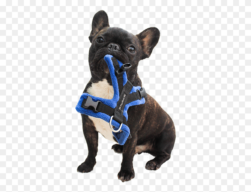 343x583 A French Bulldog, Harness, Dog, Pet HD PNG Download