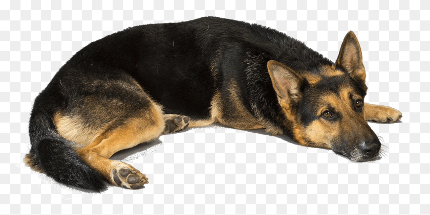 1168x541 A German Shepherd Dog Transparent German Shepherd, Pet, Canine, Animal HD PNG Download