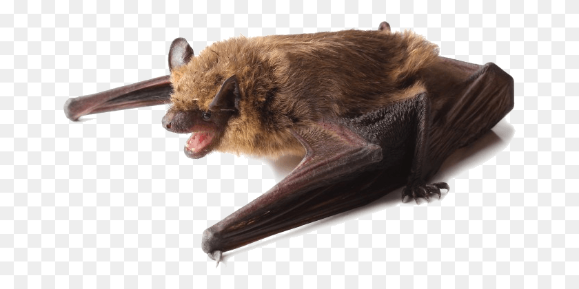 657x360 A Little Brown Bat Perched On Its Wings Black And Brown Bat, Wildlife, Mammal, Animal HD PNG Download
