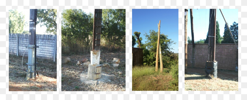1340x482 A Look At Alternative Pole Life Extension Technology Tree, Plant, Tree Stump, Collage HD PNG Download