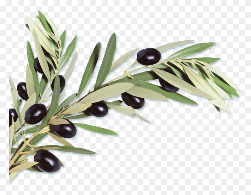 957x728 A Mediterrasian Sushi Revolution Olive, Plant, Tree, Conifer HD PNG Download