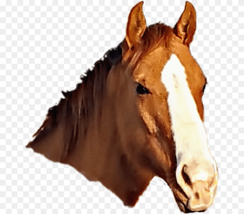 668x738 A Message From Your Godfather Sorrel, Animal, Colt Horse, Horse, Mammal Transparent PNG