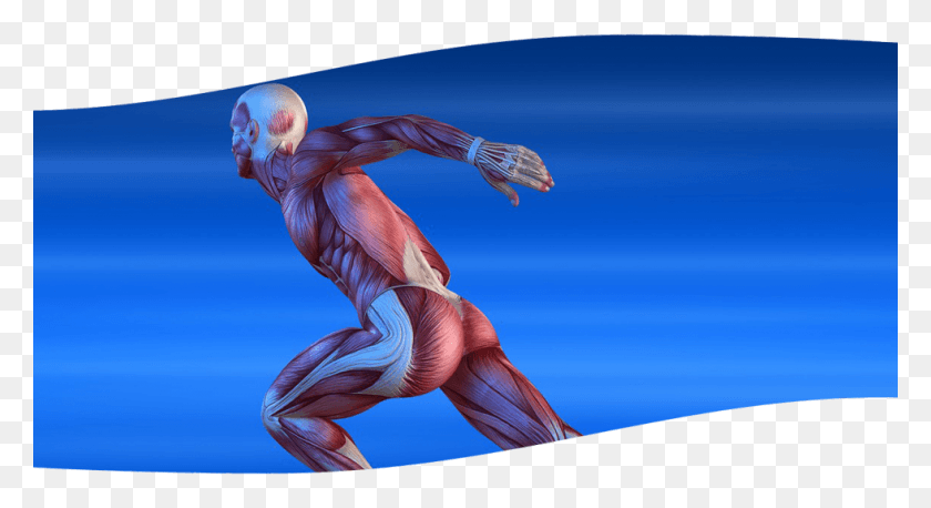 980x501 A Muscular System Kinesiology, Bird, Animal HD PNG Download