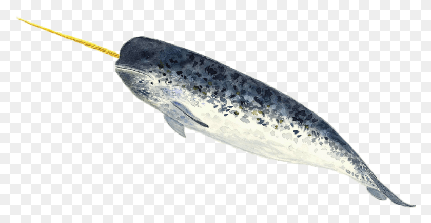 924x446 A Narwhal Narwhal, Animal, Fish, Sea Life HD PNG Download