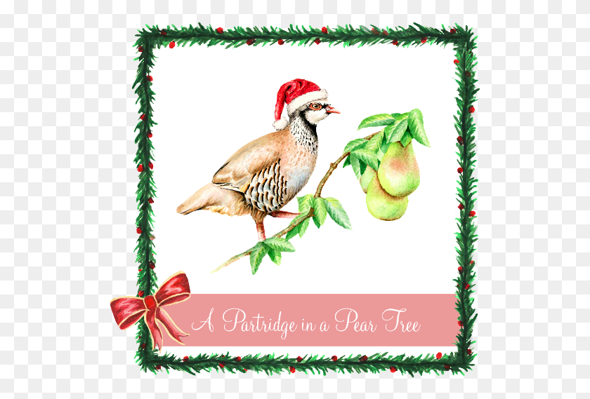 529x509 A Partridge In A Pear Tree Words For Partridge In A Pear Tree, Bird, Animal, Greeting Card HD PNG Download