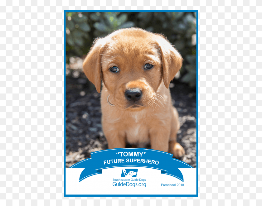 431x601 A Pic Of A Puppy Southeastern Guide Dogs, Golden Retriever, Dog, Pet HD PNG Download