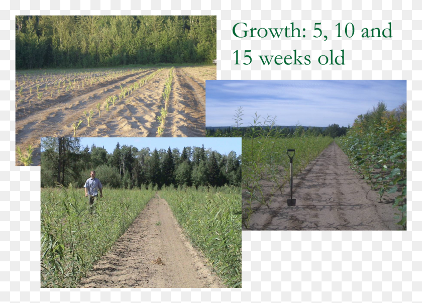 1185x826 A Planted Willow Cutting Will Start Growing Roots Amp Field, Collage, Poster, Advertisement Descargar Hd Png