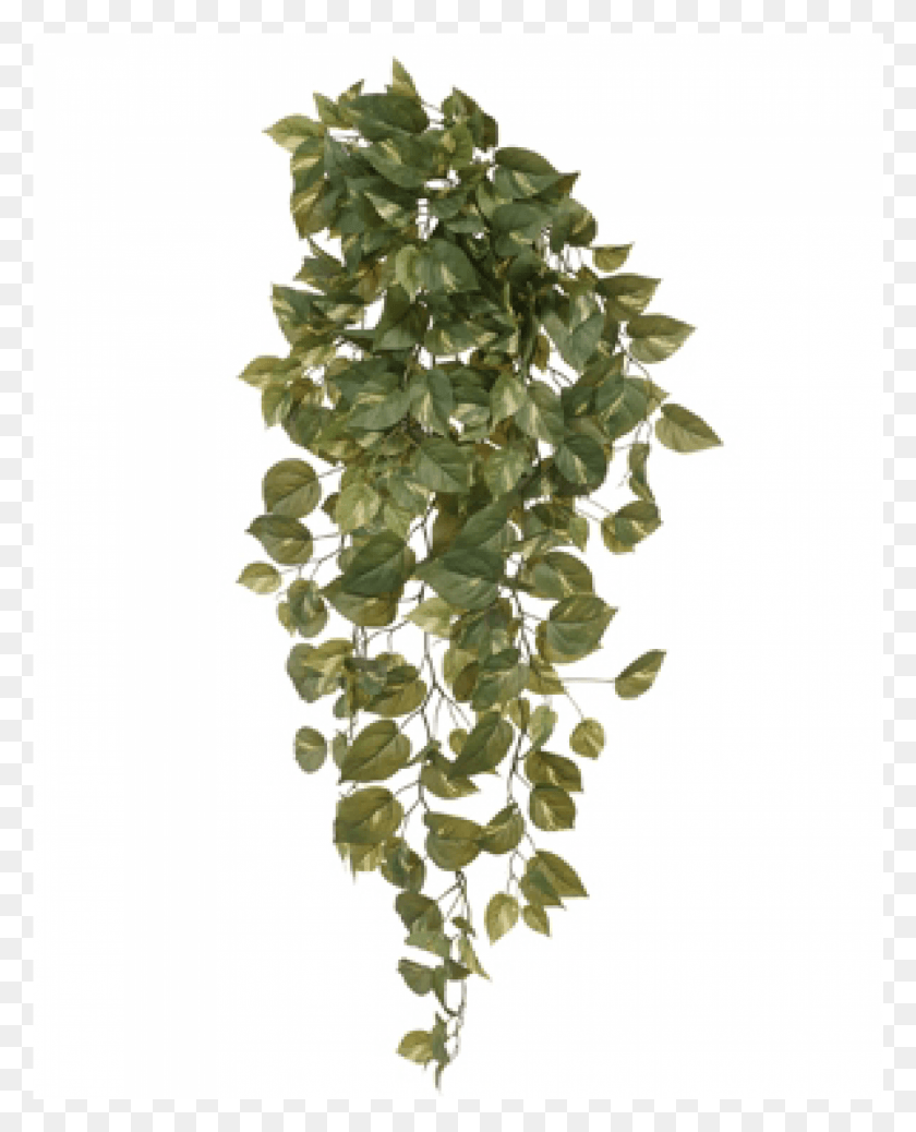 1595x2001 A Pothos Bush Will Boost Your Living Spaces Instantly River Birch, Plant, Vine, Pineapple HD PNG Download