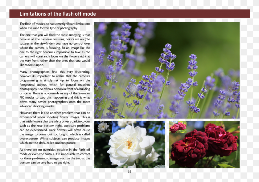 1678x1144 A Random Selection Of Pages From The Book Are Shown Evergreen Rose, Plant, Flower, Blossom HD PNG Download