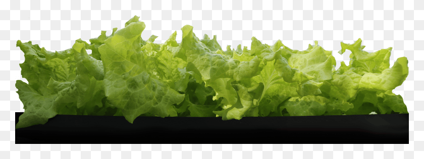 2112x695 A Row Of Leaf Lettuce Iceburg Lettuce, Plant, Vegetable, Food HD PNG Download