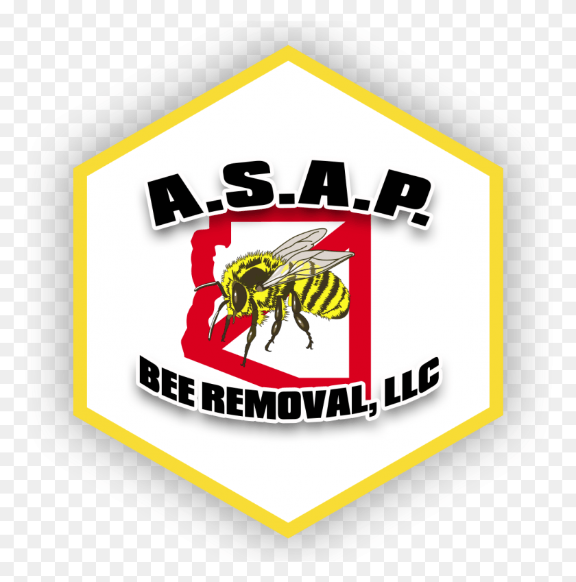 1095x1109 A S A P Bee Removal Az Apimed, Wasp, Insect, Invertebrate Descargar Hd Png