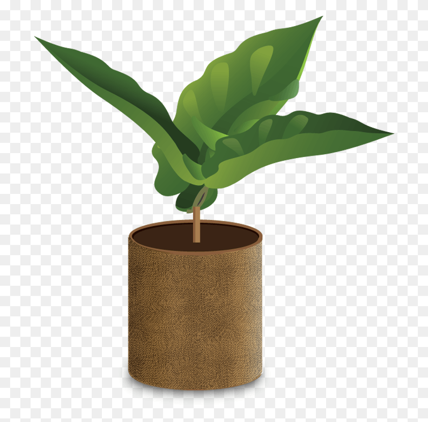 708x767 A Seedling Will Typically Grow In A Nursery Until About Coffee Growing, Plant, Leaf, Cylinder HD PNG Download