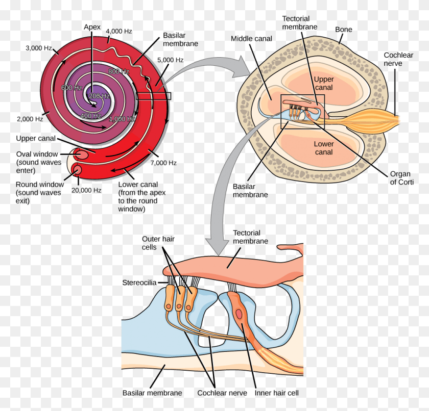 1016x972 A Series Of Three Illustrations Are Shown Structure Cochlea, Diagram, Meal, Food HD PNG Download