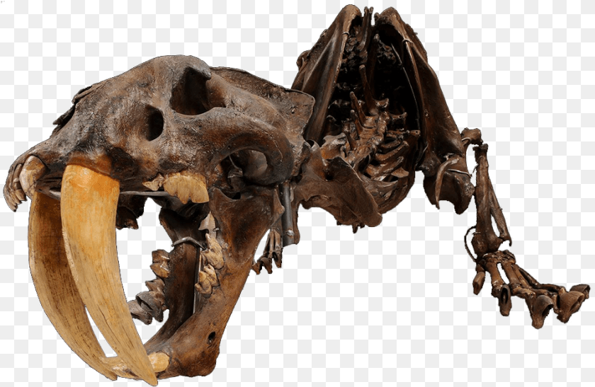 956x622 A Skeleton Of A Smilodon Skeleton Clipart PNG