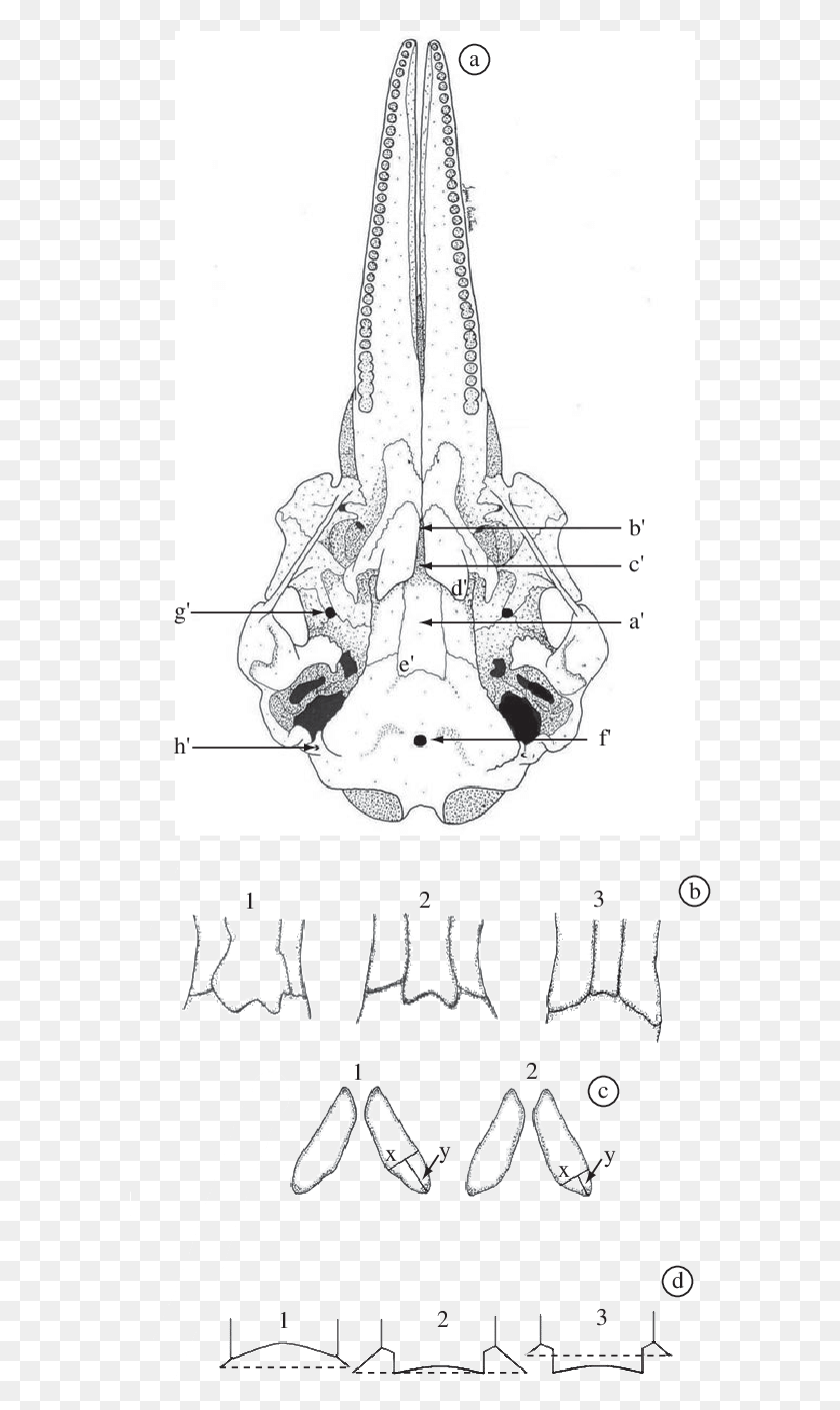 582x1349 A Skull Of Sotalia Fluviatilis In Ventral View Showing Drawing, Text, Plot, Soil HD PNG Download