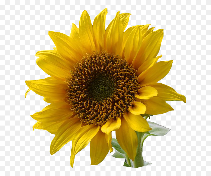 645x641 A Sunflower Edited Flower With Transparent Background, Plant, Blossom HD PNG Download