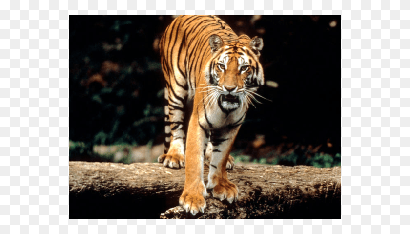 558x419 A Tiger Is The Biggest Of The Big In The Cat Family Tigers Have Striped Skin, Wildlife, Mammal, Animal HD PNG Download