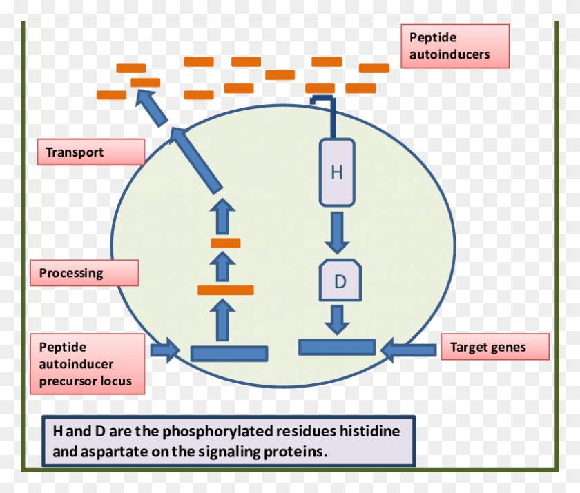 791x665 A Typical Quorum Sensing System In Gram Positive Bacteria Our Lady Of Mercy College Bacolod, Network, Diagram, Text HD PNG Download