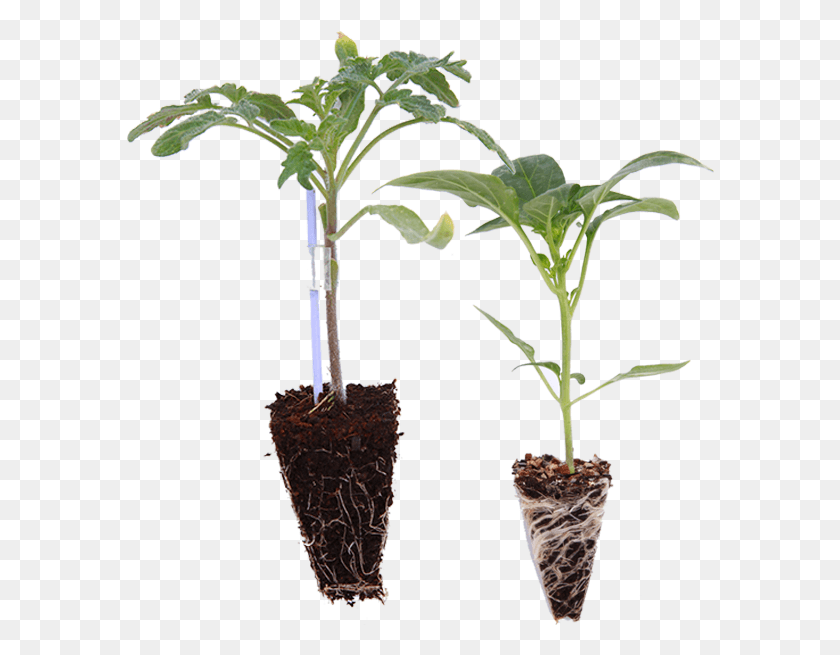 588x595 A Vegetable Seedling Should Be Healthy Possess 3 4 Houseplant, Plant, Root, Sprout HD PNG Download