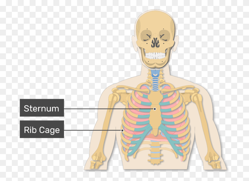 710x551 A View Of The Rib Cage And Lungs With Rib Cage Labeled Illustration, Skeleton, Toy, Torso HD PNG Download