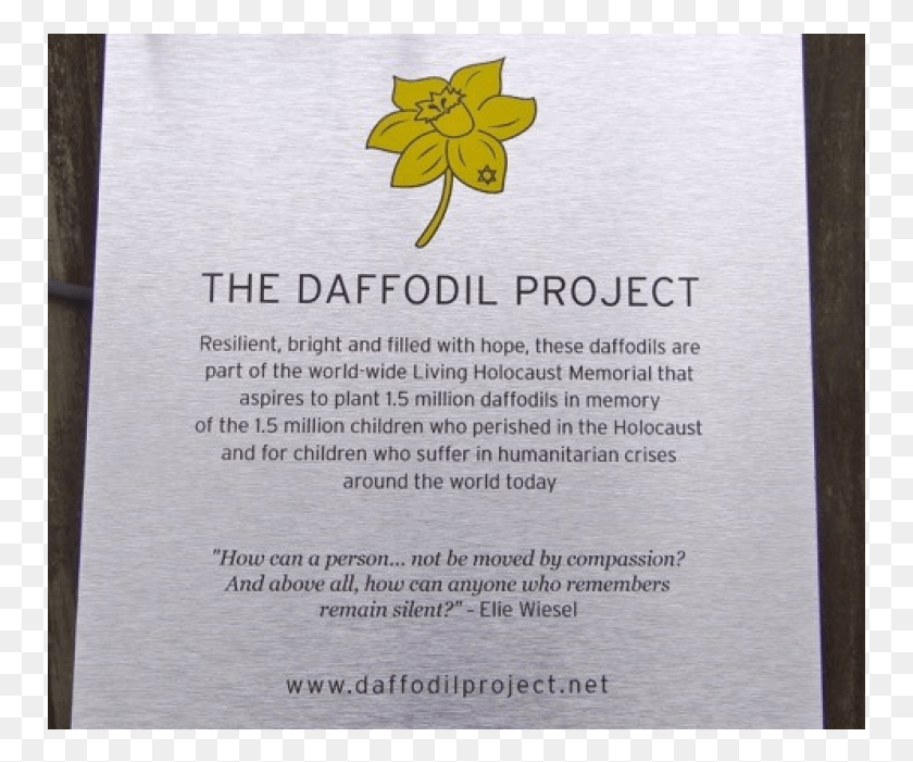 753x641 A Week After The Daffodil Project On Jan Narcissus, Text, Paper, Floral Design HD PNG Download