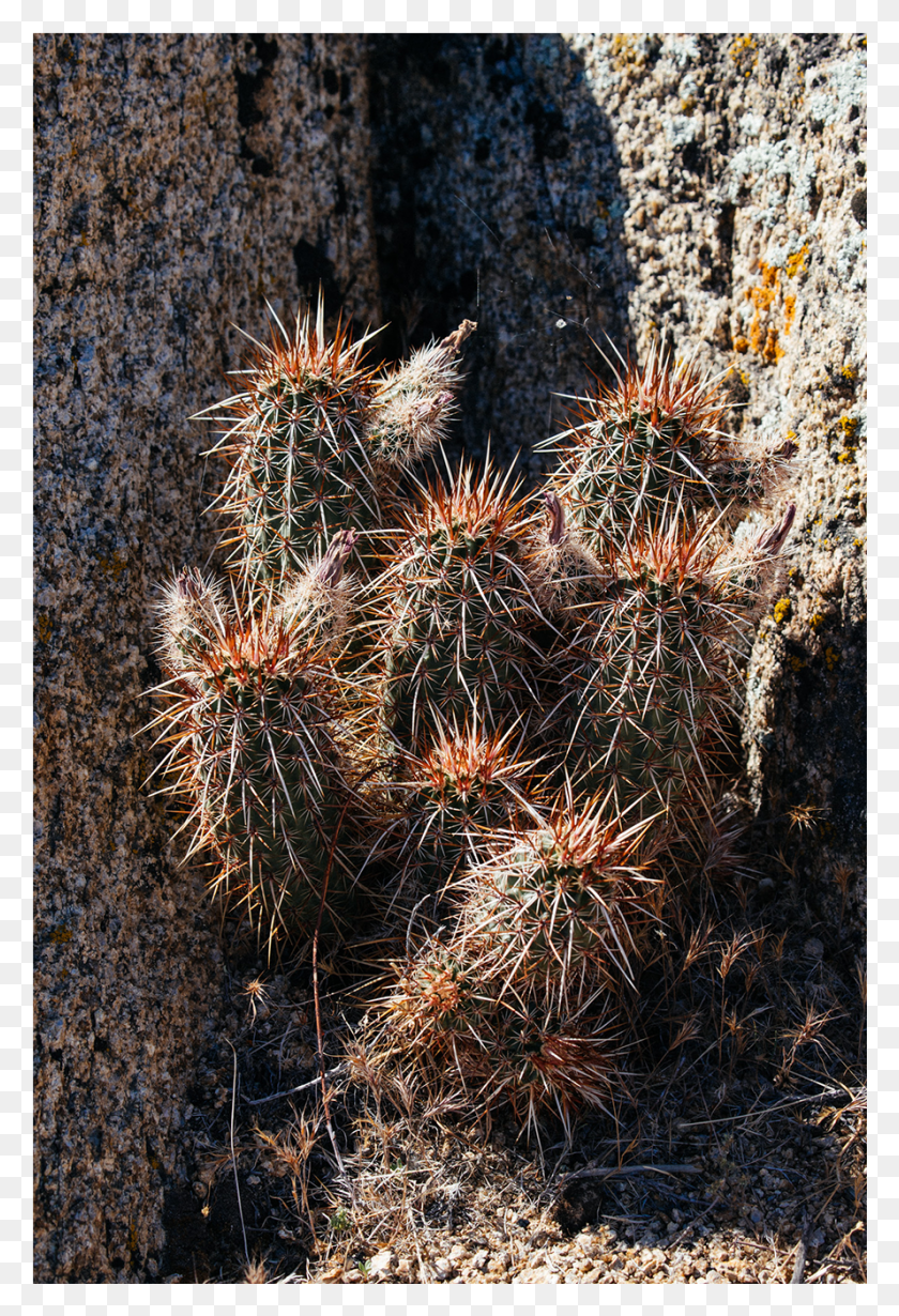 889x1334 A Weekend Riding Bikes On Endless Dirt Roads In Owens, Plant, Cactus, Grass HD PNG Download