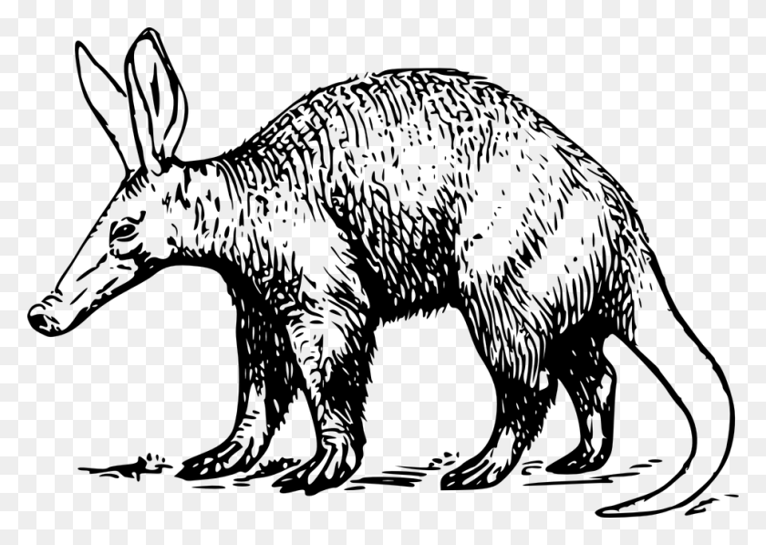 960x662 Aardvark Clipart, Gray, World Of Warcraft HD PNG Download